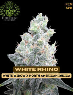 Elite Clone Seed Company - White Rhino {FEM} [5pk]ECSC White Rhino