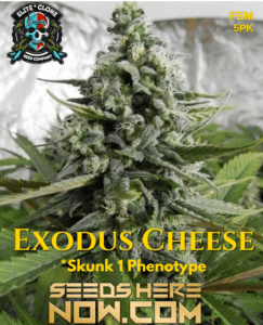 Jokerz S1 (feminized) - Elite Clone Seed Company