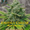 Jokerz S1 (Feminized) (space) Elite Clone Seed Company