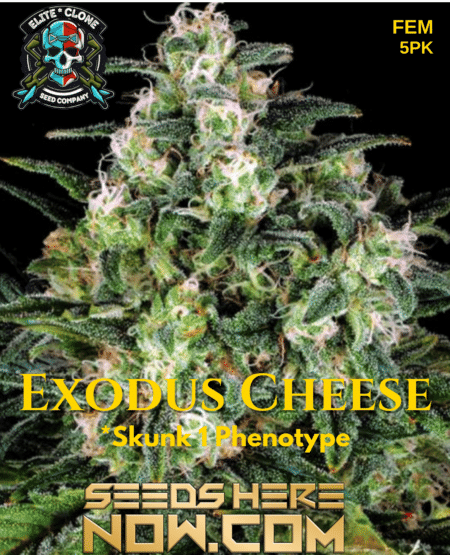 Exodus Cheese 3
