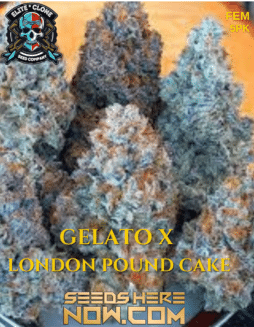 Elite Clone Seed Company - Gelato x London Pound Cake {FEM} [5pk]Gelato x London Pound Cake