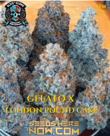 Gelato X London Pound Cake