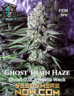 Elite Clone Seed Company - Ghost Train Haze {FEM} [5pk]Ghost Train Haze