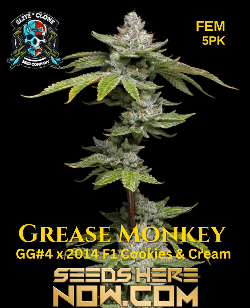 Elite Clone Seed Company Grease Monkey Strain {FEM} [5pk] Seeds