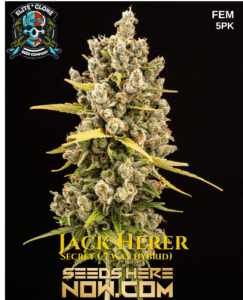 Headband S1 (feminized) - Elite Clone Seed Company