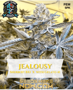 London Pound Cake S1 (feminized) - Elite Clone Seed Company
