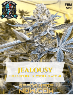 Elite Clone Seed Company - Jealousy {FEM} [5pk]Jealousy Seeds