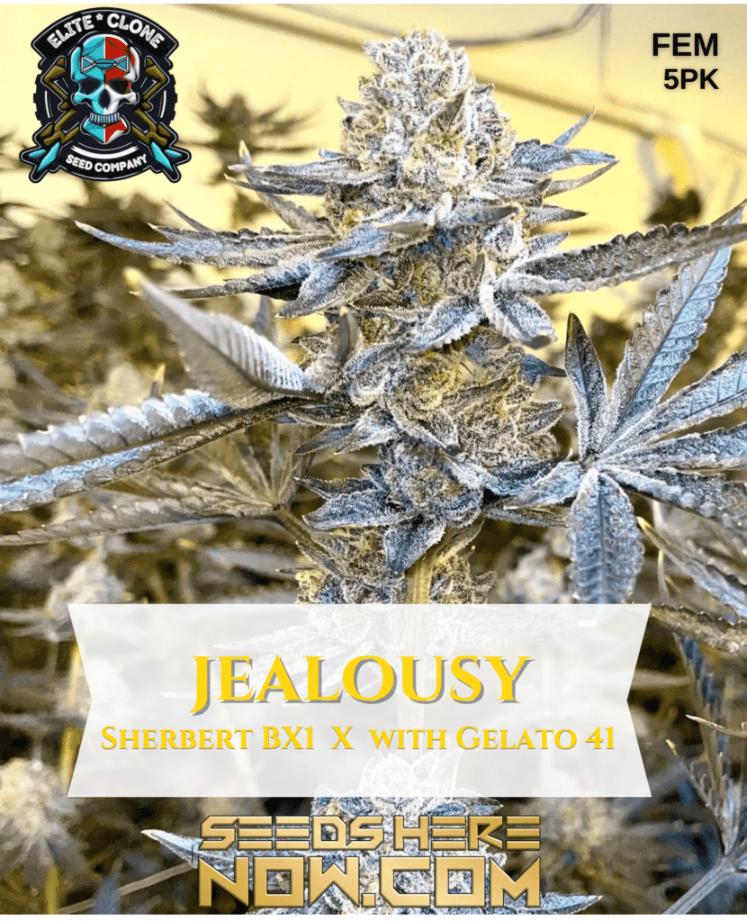 Get Jealousy Feminized Cannabis Seeds Potent and Flavorful