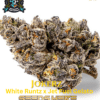 Jokerz S1 (feminized) - Elite Clone Seed Company