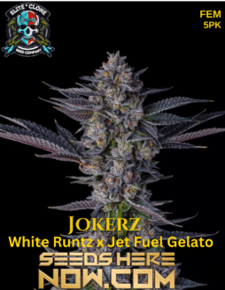 Elite Clone Seed Company -  Jokerz {FEM} [5pk]Jokerz seeds
