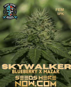 Skywalker S1 (feminized) - Elite Clone Seed Company