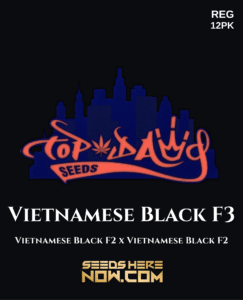 Vietnamese Black F3(Regular) (space) Top Dawg Seeds