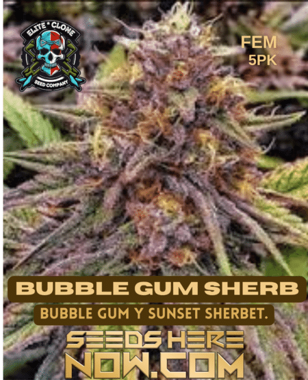 Bubble Gum Sherb
