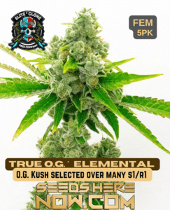 True OG S1 (Feminized) - Elite Clone Seed Company