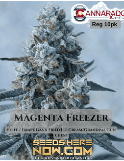 Cannarado Genetics - Magenta Freezer {REG} [10pk]Magenta freezer seeds