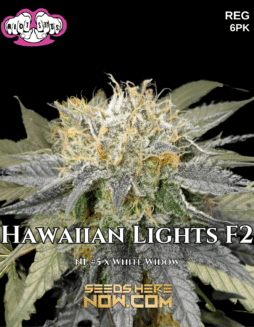 Riot Seeds - Hawaiian Lights F2 {REG} [6pk]Riot Seeds