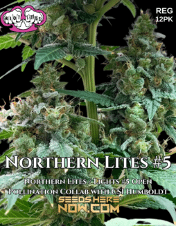 Riot Seeds - Northern Lites #5 {REG} [12pk]Riot Seeds