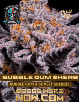 Elite Clone Seed Company - Bubble Gum Sherbet {FEM} [5pk]Bubble Gum Sherbet