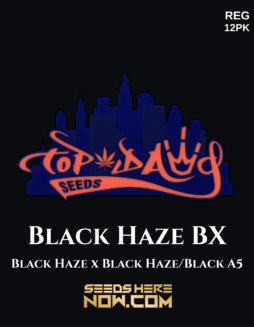 Top Dawg Seeds - Black Haze BX {REG} [12pk]Black Haze BX