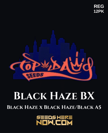 Black Haze Bx