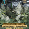 Mandarin Cookies S1 (feminized) - Elite Clone Seed Company