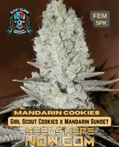 Mandarin Cookies S1 (feminized) - Elite Clone Seed Company