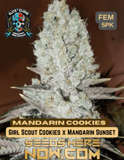 Elite Clone Seed Company - Mandarin Cookies {FEM} [5pk]mandarin Cookies
