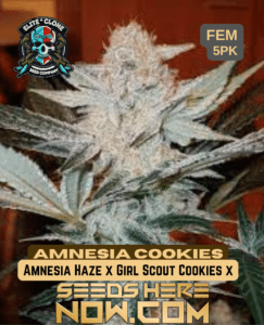 Amnesia x girl scout cookie (feminized) - elite clone seed company