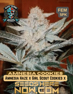 Elite Clone Seed Company - Amnesia x Girl Scout Cookie {FEM} [5pk]Amnesia Cookies