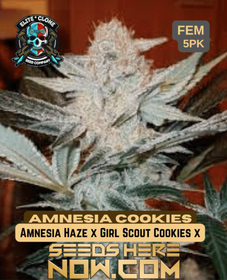 Amnesia Cookies