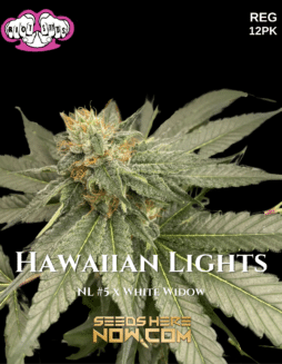 Riot Seeds - Hawaiian Lights F2 {REG} [12pk]Hawaiian Lights