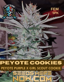 Elite Clone Seed Company - Peyote Cookies {FEM} [5pk]Peyote Cookies seeds
