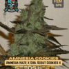 Amnesia x girl scout cookie (feminized) - elite clone seed company