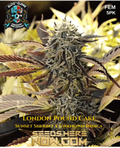 London Pound Cake S1 (feminized) - Elite Clone Seed Company