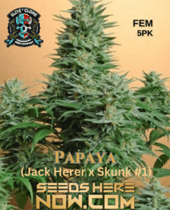 Papaya S1 (feminized) - Elite Clone Seed Company