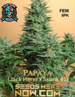 Elite Clone Seed Company - Papaya {FEM} [5pk]Papaya