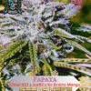 Papaya S1 (Feminized) (space) Elite Clone Seed Company