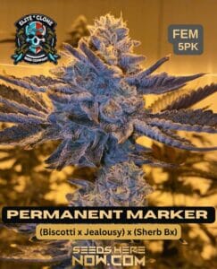 Permanent Marker S1 (Feminized) - Elite Clone Seed Company