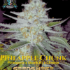 Jokerz S1 (feminized) - Elite Clone Seed Company