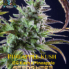Jokerz s1 (feminized) - elite clone seed company