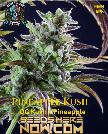 Pineapple Kush 3