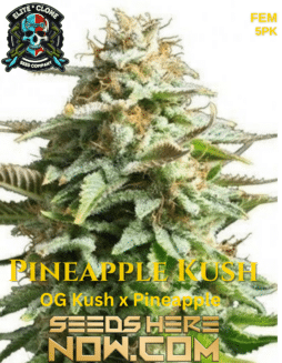 Elite Clone Seed Company - Pineapple Kush {FEM} [5pk]Pineapple Kush1