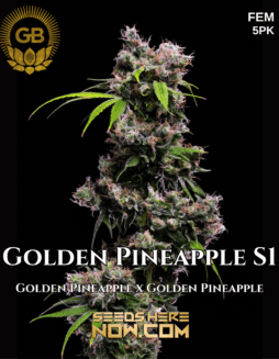 Green Bodhi Genetics - Golden Pineapple S1 {FEM} [5pk]Golden Pineapple S1