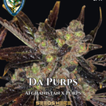 Da Purps (Regular) - T.H. Seeds