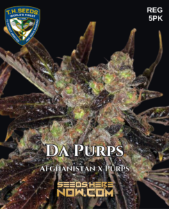Da Purps (regular) - T.h. Seeds