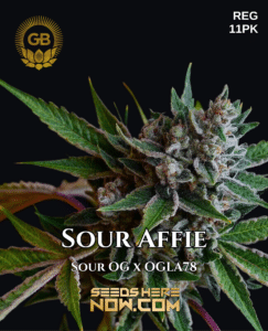 Sour Affie (Regular) - Green Bodhi Genetics