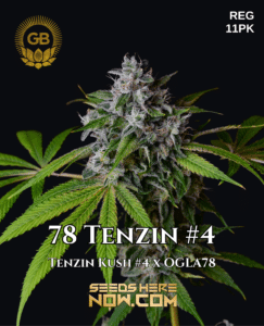 78 Tenzin #4 (Regular) - Green Bodhi Genetics