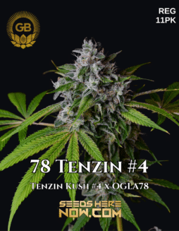 Green Bodhi Genetics - 78 Tenzin #4 {REG} [11pk]78 Tenzin #4