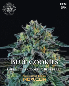 Blue Cookies S1 (Feminized) - Elite Clone Seed Company