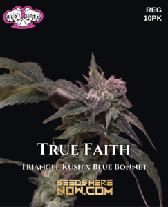 True Faith (Regular) (space) Riot Seeds